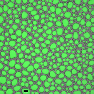 シルクタンパク質が形成する「液液相分離」の蛍光顕微鏡像