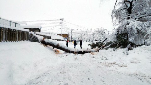 鶴岡南高の松の大木が倒れ道路をふさいだ現場＝5日午前7時半ごろ