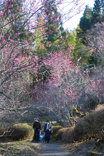 湯田川温泉梅林公園の梅が咲き始め、散策を楽しむ人たち＝19日午後