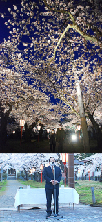 群青色の空にライトアップされた桜が映える＝6日午後6時半ごろ、鶴岡公園鶴岡護国神社前／上　点灯式であいさつした酒井忠久さん／下