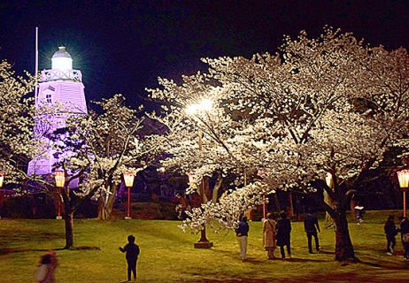 ぼんぼりがともされ、ライトアップされた桜の下を散策＝6日夜、酒田市の日和山公園
