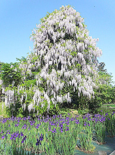 見頃を迎えた鶴岡公園の「滝藤」とアヤメ園（手前）＝15日