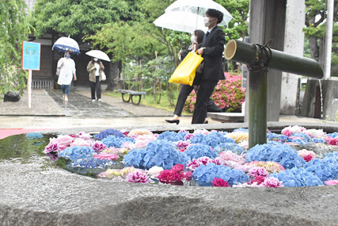 平年より7日遅く梅雨入り。参拝者をアジサイの花々が出迎えた＝19日午前、鶴岡市・荘内神社