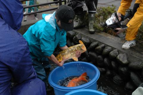 鑑賞池から越冬池に移される鶴岡市民の人気者のコイたち