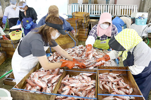 豊漁となったノドグロを仕分ける婦人たち＝県漁協由良支所