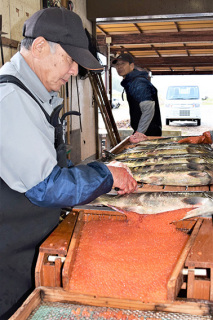 人工ふ化に向けて雌サケの腹を割いてイクラを取り出す作業が続く＝遊佐町の箕輪鮭生産組合