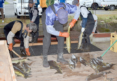 庄内沿岸と河川ともにサケの漁獲が大きく落ち込んだ＝昨年11月、遊佐町直世の採捕場