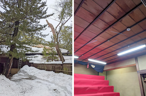 大雪のためアカマツ（右側）の幹が半分から折れ、清遠閣の屋根を直撃した（左）と 倒木で屋根に穴が空き、水漏れが生じた清遠閣１階上座敷の天井（右）