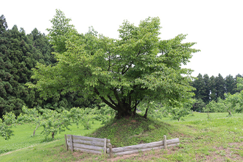 現在の「カスミ桜」（親木）。かつてのような大木の姿ではないが、今でも松ケ岡地区民が幹の周りを下刈りするなどして大切に管理している