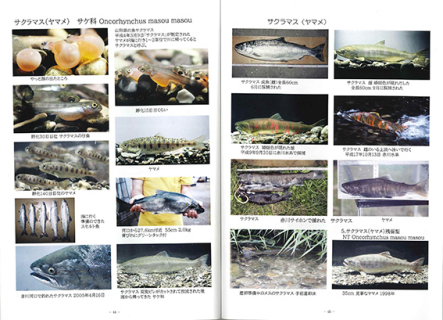 県の魚・サクラマスの一生を紹介しているページ