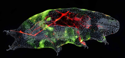 新たに開発した遺伝子発現システムで作出に成功した「光るクマムシ」の顕微鏡画像（田中冴特任助教提供）