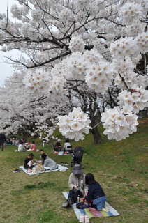 満開の桜の下でシートを広げ、家族連れなどが花見を楽しんだ＝5日午前