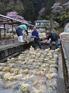 種もみの入った袋を湯に浸す作業が繁忙期を迎えた＝6日、鶴岡市湯田川