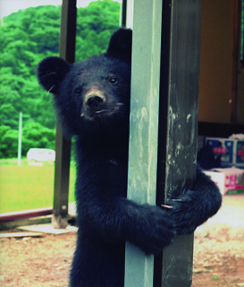 まだ子グマだった頃のクロ。愛らしいしぐさで人気を集めた＝八重治さん提供