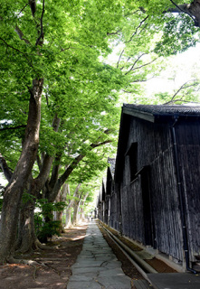 酒田を代表する景観になっている山居倉庫のケヤキ並木。市は地面を覆う石畳を撤去する方針を示した