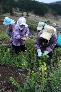 斜面の焼き畑でカブの新芽を収穫する「田川赤かぶ漬グループ」のメンバーたち