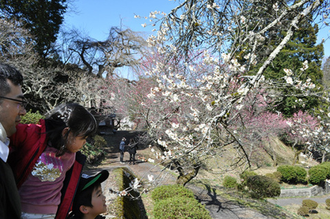 ほぼ満開に開花した梅もあり、親子連れなどの目を楽しませている＝27日