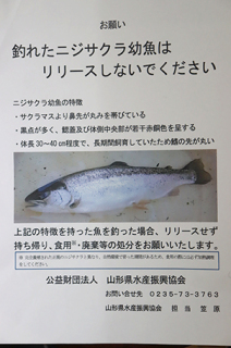 「釣ったニジサクラをリリースしないで」。県水産振興協会が釣り人に協力を呼び掛けるチラシ