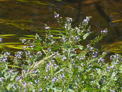 鶴岡市城南町の内川で花を咲かせたオオカワヂシャ。フロラ山形の会員が2021年の水草調査で撮影