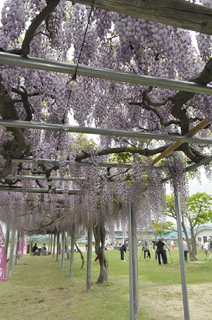 藤島地域のフジ棚で紫や白色の花が見頃を迎え、地元住民や観光客の目を楽しませている＝6日正午ごろ