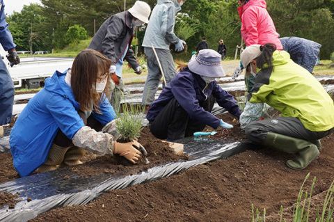 ラベンダー株の移植作業に取り組む参加者