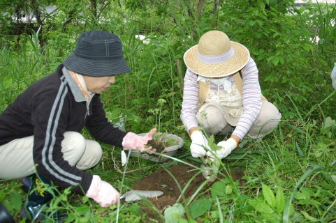 「サクラソウが咲く風景の復活」を目指し、試験植栽が行われた
