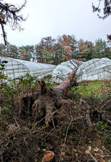 クロマツ林が広がる酒田市川南地区では倒木がビニールハウスを直撃するなど被害が出ている＝昨年11月、五十嵐良弥ＪＡそでうら代表理事組合長提供