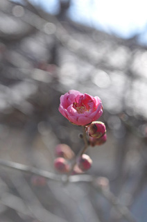 例年より1カ月遅れで開花した致道館の紅梅＝11日午前