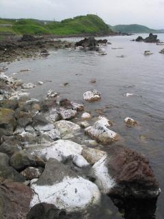 「海からのＳＯＳ？」と漁師や住民の間で意見が飛び交っている岩の「白色化現象」＝17日午前、遊佐町女鹿地区の沿岸