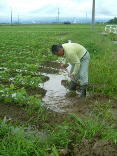 6月26日の大雨で、鶴岡市内の枝豆畑が広い範囲で冠水被害にあった
