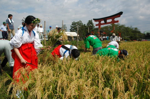 出羽三山神社の巫女やＪＡ職員が稲刈りをした