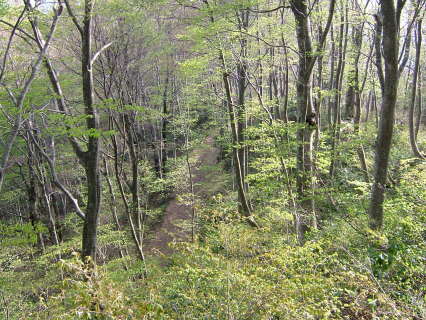 芽吹き始めたブナの森―金峯山から＝2004年4月18日、自然写真家・斎藤政広撮影