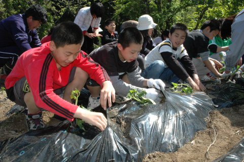姉妹校の笠木小からプレゼントされたサツマイモの苗を植える福栄小の児童たち