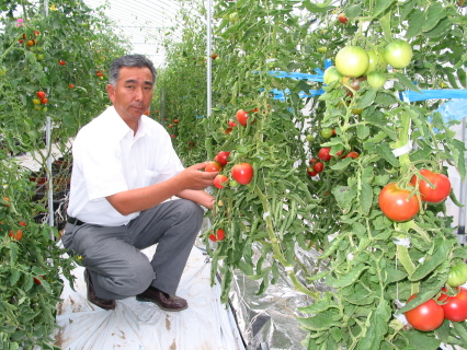 微生物を使った無農薬農法で栽培するトマトと山本社長