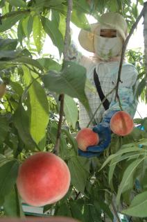 羽黒町松ケ岡地区で桃の収穫作業が盛んに行われている