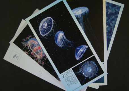 幻想的なクラゲの姿で人気を集めている加茂水族館のポストカード