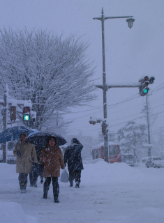 大雪の中、傘を差して出勤する人たち＝17日朝、鶴岡市街