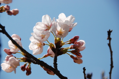 開花した鶴岡公園の桜=10日午前