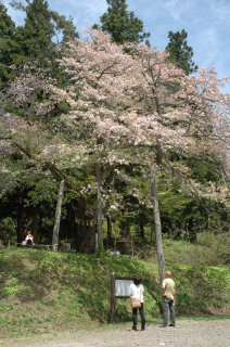 鶴岡市大網の注連寺の境内で、花を咲かせている七五三掛桜