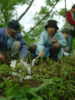 白花種のサクラソウを植栽する「南庄内水と緑の環ネットワーク」のメンバーたち