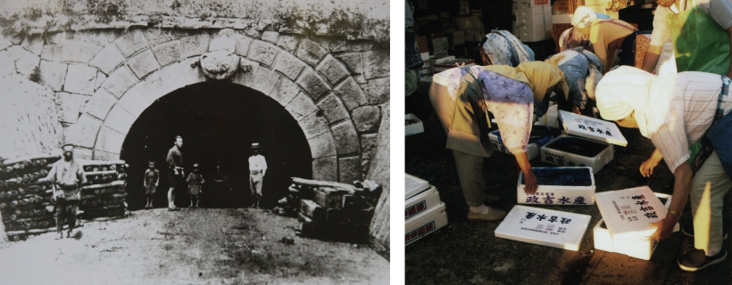 明治19年に完成当時の加茂坂トンネル。両方の入口上部には竜と虎の像が取り付けられた＝鶴岡市郷土資料館提供（左）　早朝、魚箱を確かめながら忙しく仕入れするあばたち＝鶴岡市末広町で