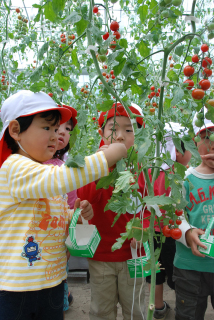 ミニトマトを収穫するひばり保育園の園児たち