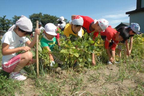 地元特産のだだちゃ豆の収穫に取り組む大泉小の児童たち