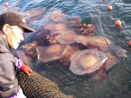 エチゼンクラゲによる庄内沿岸の漁業被害が過去最多ペースで推移している＝10月15日、鶴岡市堅苔沢沖の定置網