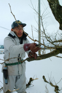 雪に埋もれた果樹畑で剪定作業が進められた＝12日、鶴岡市羽黒町猪俣新田