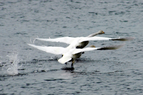 白鳥の北帰行がスタート。残った白鳥も羽ばたきや飛行訓練を繰り返している＝11日午前