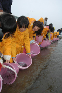 赤川にサケの稚魚を放流する羽黒三小の児童