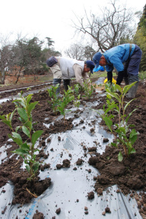 茶の苗600株が松ケ岡開墾場の農場に植えられた