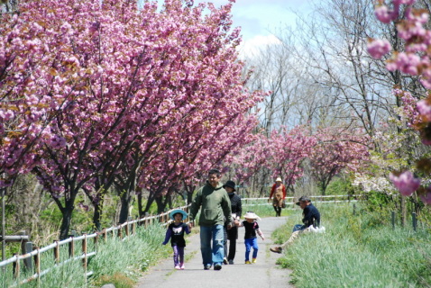 湯野浜地区の住民が15年掛けて育てた八重桜。見事な回廊となり、初の花見の会が開かれた