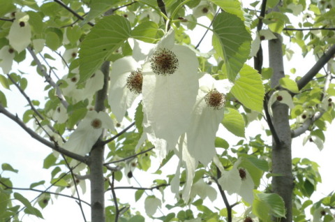 白色の苞がハンカチに見える「ハンカチの木」の花が満開